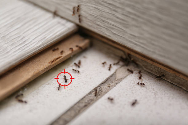 Best Pest Control Near Me  in Nes, IL