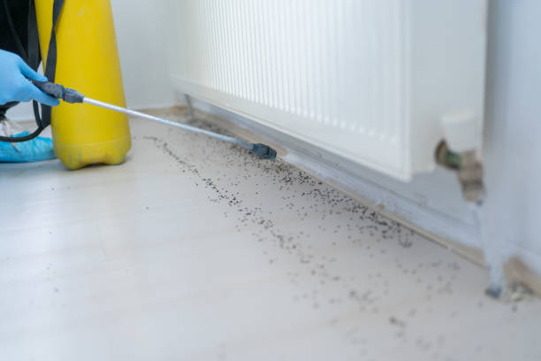 Best Wasp Removal Services  in Nes, IL